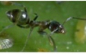 Argentine ant...