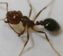 Alabama File Ant...
